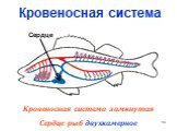 Кровеносная система. Кровеносная система замкнутая Сердце рыб двухкамерное. Сердце