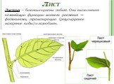 Лист. Листья – боковые органы побега. Они выполняют важнейшую функцию зеленого растения — фотосинтез, транспирацию (регулируемое испарение воды) и газообмен.