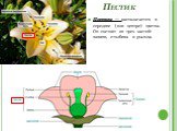 Пестик. Пестик — располагается в середине (или центре) цветка. Он состоит из трех частей: завязи, столбика и рыльца.