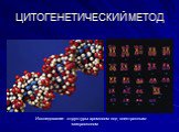 ЦИТОГЕНЕТИЧЕСКИЙ МЕТОД. Исследование структуры хромосом под электронным микроскопом
