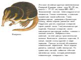 Выхухоль. Это одно из самых крупных насекомоядных Северной Евразии: длина тела 18—22 см, хвоста — 17—21 см, масса 380—520 г. Телосложение плотное. Шея снаружи почти незаметна. Голова коническая, с длинным подвижным носом-хоботком. Глаза рудиментарные, размером с булавочную головку, имеют хорошо разв