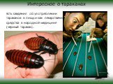 Интересное о тараканах. Есть сведения об употреблении тараканов в пищу и как лекарственного средства в народной медицине (чёрный таракан). Гигантские тараканы с острова Мадагаскар длиной от 6 до 10 см используются в тараканьих бегах.