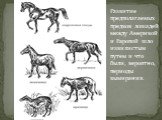 Развитие предполагаемых предков лошадей между Америкой и Европой шло извилистым путем и что были, вероятно, периоды вымирания.