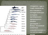 Происхождение современных китов от наземных млекопитающих. Открытия 1990-х годов позволили восстановить интереснейшую историю постепенного превращения мелких (размером с белку) наземных копытных млекопитающих в гигантов моря – китов
