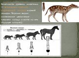 Конечности древних животных — возможных предков современной лошади и самой лошади. Хорошо видно постепенное увеличение среднего пальца и ногтя на нем (будущее копыто).