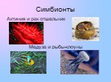 Симбионты. Актиния и рак отшельник Медуза и рыбы-клоуны
