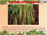 Секвойя вечнозеленая. СЕКВОЙЯ - род хвойных деревьев семейства таксодиевых. Единственный вид - секвойя вечнозеленая, высота св. 100 м, диаметр 6-11 м. Естественные насаждения только в горах Калифорнии и Юж. Орегона (США). Культивируют ради легкой и прочной древесины (используют для подводных сооруже