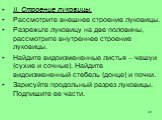 II. Строение луковицы. Рассмотрите внешнее строение луковицы. Разрежьте луковицу на две половины, рассмотрите внутреннее строение луковицы. Найдите видоизмененные листья – чешуи (сухие и сочные). Найдите видоизмененный стебель (донце) и почки. Зарисуйте продольный разрез луковицы. Подпишите ее части