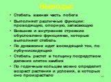 Выводы: Стебель важная часть побега Выполняет различные функции: проводящую, опорную, запасающую Внешнее и внутреннее строение обусловлено функциями, которые выполняет стебель По древесине идет восходящий ток, по лубу-нисходящий Стебель растет в толщину посредством деления клеток камбия По годичным 