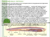 Кровеносная система Кровеносная система замкнута и отграничена от окружающих органов стенками кровеносных сосудов. Под глоткой располагается брюшная аорта — крупный сосуд, стенки которого постоянно пульсируют и перегоняет кровь, таким образом заменяя сердце. Пульсация происходит посредством медленно