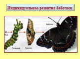 Индивидуальное развитие бабочки