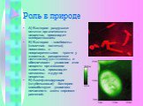 Роль в природе. А) Бактерии разрушают остатки органического вещества, производят минерализацию. Б) Бактерии – симбионты (кишечная палочка), поселяясь в пищеварительном тракте у животных, расщепляют целлюлозу до глюкозы, и обеспечивает усвоение этих веществ организмом животных, производят витамины и 