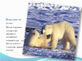 Живущие во льдах. Белая окраска позволяет медведю оставаться незаметным на фоне снега и льдов во время охоты