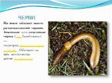 ЧЕРВИ. На земле обитает много разновидностей червей. Земляны́е или дождевы́е че́рви (лат. Lumbricina) — подотряд малощетинковых червей . Обитают на всех континентах кроме Антарктиды
