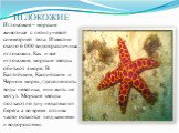 ИГЛОКОЖИЕ. Иглокожие – морские животные с пятилучевой симметрией тела. Известно около 6 000 видов различных иглокожих. Как и все иглокожие, морские звезды обитают в море. В Балтийском, Каспийском и Черном морях, где соленость воды невелика, они жить не могут. Морские звезды ползают по дну недалеко о