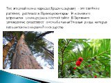 Тис ягодный или в народе (Красное дерево) – это хвойное растение, растущее в Приморском крае. В основном встречается очень редко в глухой тайге. В Лазовском заповеднике существует очень большая Тисовая роща, которая находится под охраной государства.