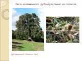 Дуб каменный (Quercus ilex). Леса из каменного дуба и растения их полеска