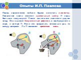 Перед кормлением собаки будем включать лампочку. Появление света отметит зрительный центр Л коры больших полушарий. После включения лампочки дадим пищу. Она вызовет безусловный рефлекс и возбуждение в коре, в центре П. Если это проделать несколько раз, то между центрами Л и П возникнет временная свя