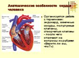 Анатомические особенности сердца человека. Организуется работа с терминами: эндокард, венечные сосуды, полулунные клапаны, створчатые клапаны - после чего отвечают на вопросы из рубрики «Верите ли вы, что?»)