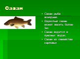 Сазан. Сазан рыба всеядная. Взрослый сазан может весить более 5кг. Сазан водится в пресных водах. Сазан из семейства карповых