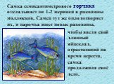 Самка семисантиметрового горчака откладывает по 1-2 икринки в раковины моллюсков. Самец тут же оплодотворяет их, и парочка ищет новые раковины, чтобы введя свой длинный яйцеклад, отрастающий на время нереста, самка продолжила своё дело.