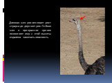 Длинная шея увеличивает рост страуса до двух метров. Гибкая шея и прекрасное зрение позволяют ему с этой высоты издалека замечать опасность.