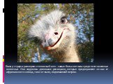 Глаза у страуса размером с теннисный мяч - самые большие глаза среди всех наземных животных. Они окружены длинными ресницами, которые предохраняют их как от африканского солнца, так и от пыли, поднимаемой ветром.