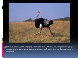 Длинные ноги дают страусу возможность бегать со скоростью до 70 километров в час, как правило, достаточной для того, чтобы спастись от хищников.