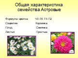 Общая характеристика семейства Астровые. Формула цветка Ч0 Л5 Т5 П2 Соцветие Корзинка Плод Семянка Листья Простые