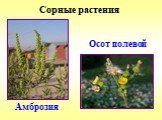 Сорные растения Осот полевой Амброзия