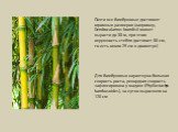 Почти все бамбуковые достигают огромных размеров (например, Dendrocalamus brandisii может вырасти до 38 м, при этом окружность стебля достигает 80 см, то есть около 25 см в диаметре). Для бамбуковых характерна большая скорость роста, рекордная скорость зафиксирована у мадаке (Phyllostachys bambusoid