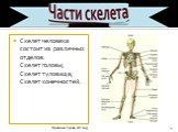 Скелет человека состоит из различных отделов: Скелет головы; Скелет туловища; Скелет конечностей.