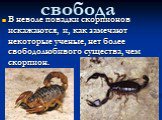 свобода. В неволе повадки скорпионов искажаются, и, как замечают некоторые ученые, нет более свободолюбивого существа, чем скорпион.