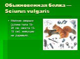 Обыкновенная белка — Sciurus vulgaris. Мелкие зверьки (длина тела 19-28 см, хвоста 13-19 см), живущие на деревьях.