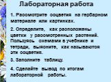 Лабораторная работа. 1. Рассмотрите соцветия на гербарном. материале или картинках. 2. Определите, как расположены. цветки у рассмотренных растений. Пользуясь схемами в учебнике и. тетради, выясните, как называются. эти соцветия. 3. Заполните таблицу. 4. Сделайте вывод по итогам. лабораторной работы