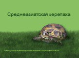 Работа учителя биологии Красносельской школы-интарната Мысковой О.П. Среднеазиатская черепаха