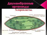 Строение органоидов клетки Слайд: 13