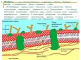 Мембраны – это липопротеиновые структуры. Липиды образуют бислой, а мембранные белки «плавают» в нём. В мембранах присутствуют несколько тысяч различных белков: структурные, переносчики, ферменты и т.д. Предполагают, что между белковыми молекулами имеются поры, сквозь которые могут проходить гидрофи