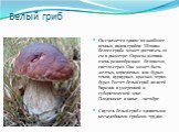 Белый гриб. Он считается одним из наиболее ценных видов грибов. Шляпка белого гриба может достигать 20 см в диаметре. Окраска шляпки очень разнообразная: беловатая, светло-серая. Она может быть желтых, коричневых или бурых тонов, пурпурная, красная, черно-бурая. Растет белый гриб по всей Евразии в у
