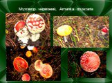 Мухомор червоний, Amanita muscaria