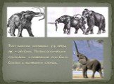 Рост мамонта составлял 3-4 метра, вес – 5-6 тонн. По биологическим признакам и поведению они были близки к нынешним слонам.