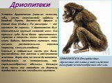 Дриопитеки. ДРИОПИТЕ́КИ (Dryopithecinae, «древесные обезьяны»), подсемейство вымерших человекообразных обезьян.