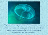 Нервная система представляет собой сеть, образованную нервными клетками. У медуз имеются два рыхлых нервных кольца, расположенных около рта и по краю зонтика. Органы зрения (светочувствительные глазки) и равновесия (статоцисты) есть только у медуз.