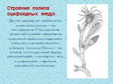 Строение полипа сцифоидных медуз. Другая характерная особенность кишечнополостных – это полиформизм. У большинства видов наблюдается чередование поколений: свободноплавающего (медузы) и прикреплённого к субстрату (полипа). Полип – это сидячая цилиндрическая форма, расширяющаяся к основанию тела, и с