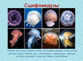 Сцифомедузы. Верхний ряд, слева направо: атолла ван Хоффа, корнерот, медуза-кочан, ушастая медуза. Нижний ряд, слева направо: таинственная хризаора, молочная хризаора, гигантская цианея, фацеллофора.