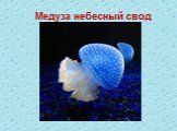 Медуза небесный свод