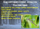 Характеристики класса Насекомые. Тело состоит из трех отделов: головы, груди и брюшка. Имеют крылья. На голове расположены органы чувств и ротовые органы. Имеют различные типы ротовых аппаратов. Имеют шесть пар ног. Зрение сложное, мозаичное.