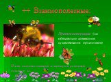 ++ Взаимополезные: Протокооперация (не обязательно совместное существование организмов). Пчелы питаясь пыльцой и нектаром растений опыляют их.