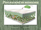 Рослинні тканини. Учитель біології та хімії м. Київ Жабіна Людмила Анатоліївна