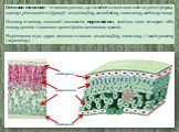 Основна тканина — тканина рослин, що складається з живих клітин різної форми, виконує різноманітні функції: асиміляційну, газообмінну, запасаючу, видільну тощо. Основну тканину зазвичай називають паренхімою, оскільки вона створює ніби основу органів і заповнює простір між частинами органів. Розрізня